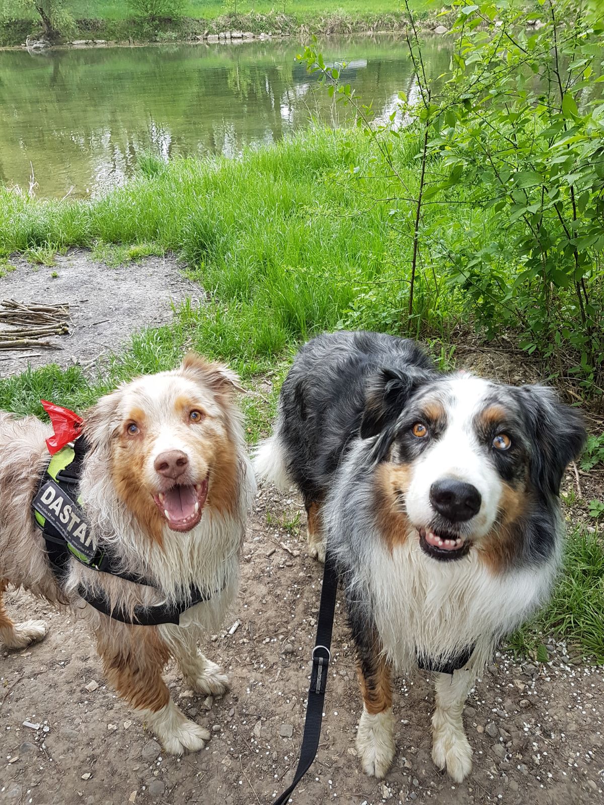 Cyrus (blue merle) & Dastan (red merle) Australian Shepherds